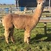 TOFT Nautilus Light Fawn Stud Male standing at TOFT Alpaca Stud